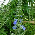 Salvia hybride 'African Skies' fleur